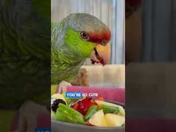 Rescued Parrot Looks Like a Baby Dinosaur🦖#parrots #rescueanimals #cuteanimals