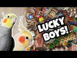 OUR NEW RESCUE PARROTS GET NEW BIRD TOYS | @NorthernParrots Unboxing | BirdNerdSophie AD
