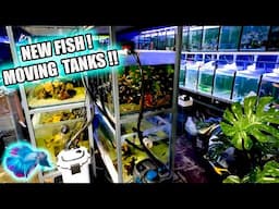 FISH ROOM UPDATE ~ TANK MOVING FUN!