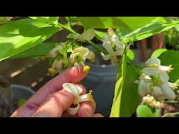 How I Hand Pollinate Giant Ponderosa Lemons for Bigger Harvests 🍋