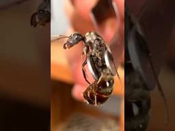 My QUEEN Ant Almost DIED!! (But how…)