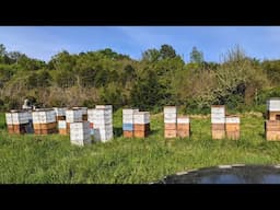 Honey Flow Prep Live Chat!