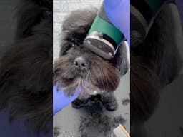 Dog Grooming Tips #doggroomingtips #doggroomingforbeginners #dogs