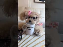 How to put the “ugh” in congrat-ugh-lations #noodlesthepooch #funny #cute #workfromhome