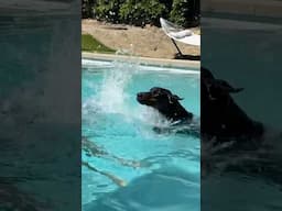 Duke’s first swim lesson. Teach them where to get out and never let them get out anywhere else