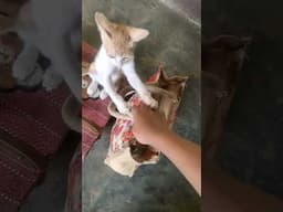 ഞങ്ങളുടെ ഒരു ദിവസം ഇങ്ങനാ 🥰 #cat #catlovers #funny #petlover #orangecat #malayalam