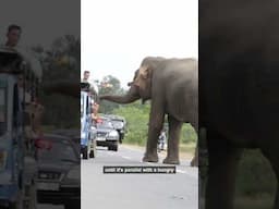 Elephant Blocks Highway, Snatches Fruit From Moving Truck!