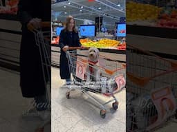 Day in My Life Vlog: Brunch, Grocery Shopping & Lasagna😋 #dayinmylife #dayinthelife #healthymeals
