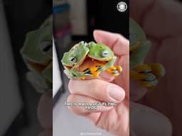 Wallace’s Flying Frog 🐸 A Frog That FLIES?!