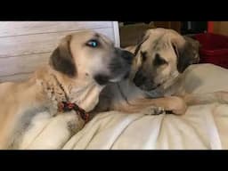 When Rescuers Found These Dogs Hugging The Reason Why Made Them Stunned