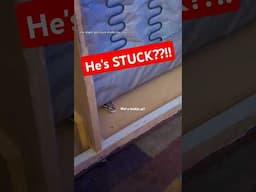 My snake got STUCK! #reptiles #snakes #reptileowner