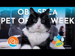 Outer Banks SPCA Pet of the Week: Bodie (April 14, 2025)