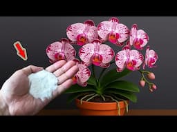 Sprinkle 1 Spoon Into Orchid Pot! Weak Orchid Take Roots And Blooms Uncontrollably!
