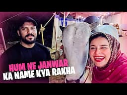 Hum Ne Janwar Ka Name Kya Rakha 😍 Lareib Sara Din Janwar K Pass Rehtay hai 😨