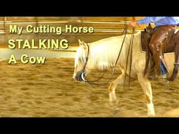 My Cutting Horse Stalking A Cow - Cutting Horse Training