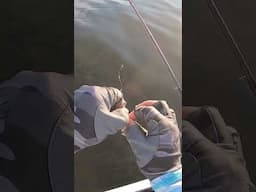 #Sightcasting Redfish With Cut Mullet