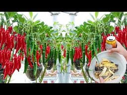 No Need to Buy! Try This Simple Trick – Grow Tons of Chili Peppers Easily!