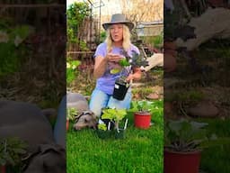 Plant Perennial Vegetable for a Self Sustaining Garden
