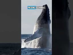 Whale poop is amazing! #science #ocean #marinebiology