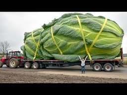 45 Modern Agriculture Machines Operating at Peak Efficiency