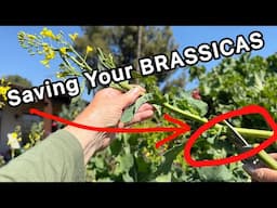 How to Grow BRASSICAS for MORE Food* TRIMMING Kale, Collard, Tree Collards as Flowers & Seeds Appear
