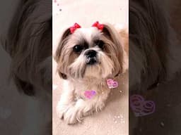 Cutest Shih Tzu Ever! 💖 Try Not to Smile! 🐾 #shorts #shihtzu