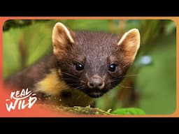 Cute But Deadly: Secrets of the Elusive Pine Marten