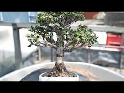取り木石化檜の４年間 　【盆栽】