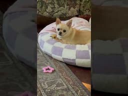 #pets #cute #funny #davedalanecreates #chihuahua