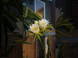 Dragon fruit blooms! Queen of the night!
