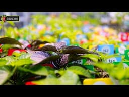Taking a Risk: Moving Chili Seedlings to the Greenhouse Early 2025.e04