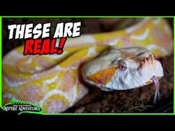 I HAD TO SWEAR TO SECRECY TO SHOW THESE AMAZING SNAKES!