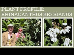 Plant Profile: Rhinacanthus beesianus