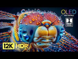 12K HDR 240 fps - Dolby Vision OLED TEST Video (4K / 8K TV)