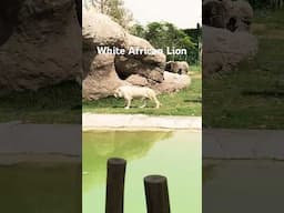 #wildlife #dubaicity #dubaizoo #indiansafari #lion #lionking #junglesafari #travel #ranthambore
