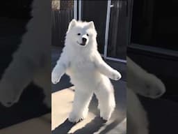 Bear Dancing  #bear  #dance  | True Viral Story  |. #shorts
