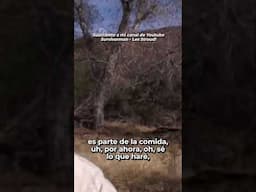 Survivorman | Supervivencia en el Desierto - Comer Saltamontes | Les Stroud