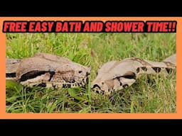 EASY WAY TO BATHE AND SHOWER BIG SNAKES! FOR FREE!!!
