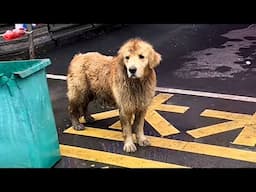 "I couldn't take you home,you'd fight my dog" After feeding the dog twice,it begged me to take it in