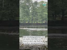 Deer Swim Across Lake || ViralHog