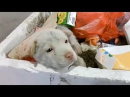 Trying to stick his head out of the trash can, the puppy with a body full of wounds cried for help