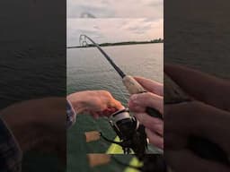 I had to chase down this #stripedbass from the kayak #fishing