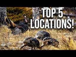 Are You Still Struggling to Find Turkeys?