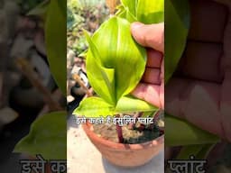 Insulin Plant – दुनिया का सबसे चमत्कारी पौधा? #shortsfeed #garden #medicinalplants