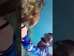 I Met A Sea Turtle