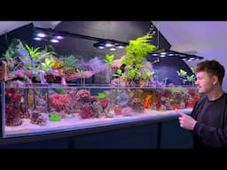 6 Months Ago I Set Up a Saltwater Paludarium, How is it Doing Now?