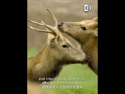 How to determine if a deer is qualified for the Deer King Contest? | China Documentary