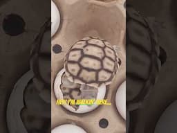 A Salcata Tortoise First Steps