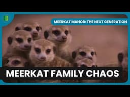 A Leader’s Struggle for Survival | Meerkat Manor: The Next Generation