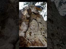 Red-breasted nuthatches Going Headfirst Down a Tree #birds #funnybirds #naturelovers